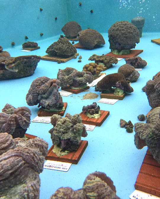 December 2018, 90 corals were transferred from Keys Marine Lab (KML) in Marathon, FL to their new ho