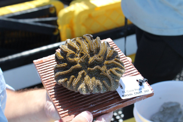 A mounted Colpophylia natans coral.