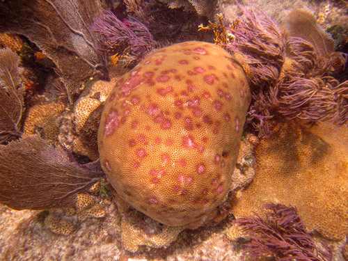 Siderastrea siderea (massive starlet coral) colony at Grecian Rocks