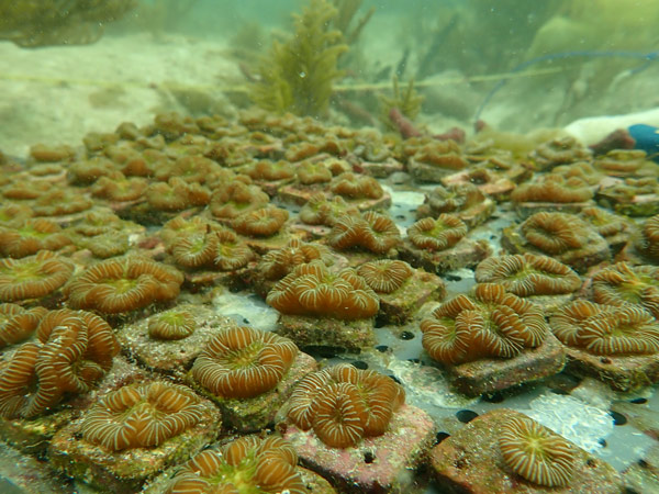 Juvenile colonies of boulder brain corals