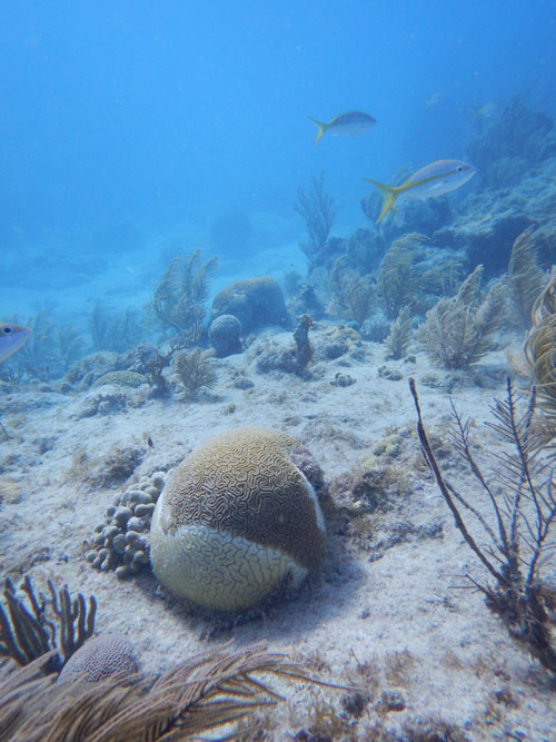 A diseased brain coral in Looe Key