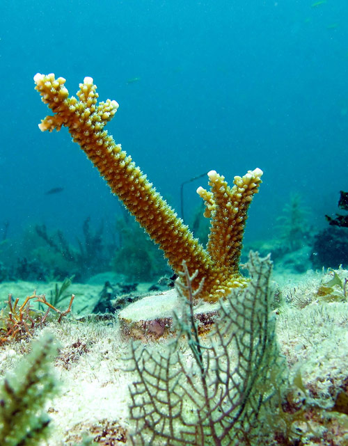 This is a planted coral fragment after six months of living on the reef.