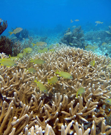 Healthy Florida coral reefs have a high percentage of live hard coral cover and a low percentage of 