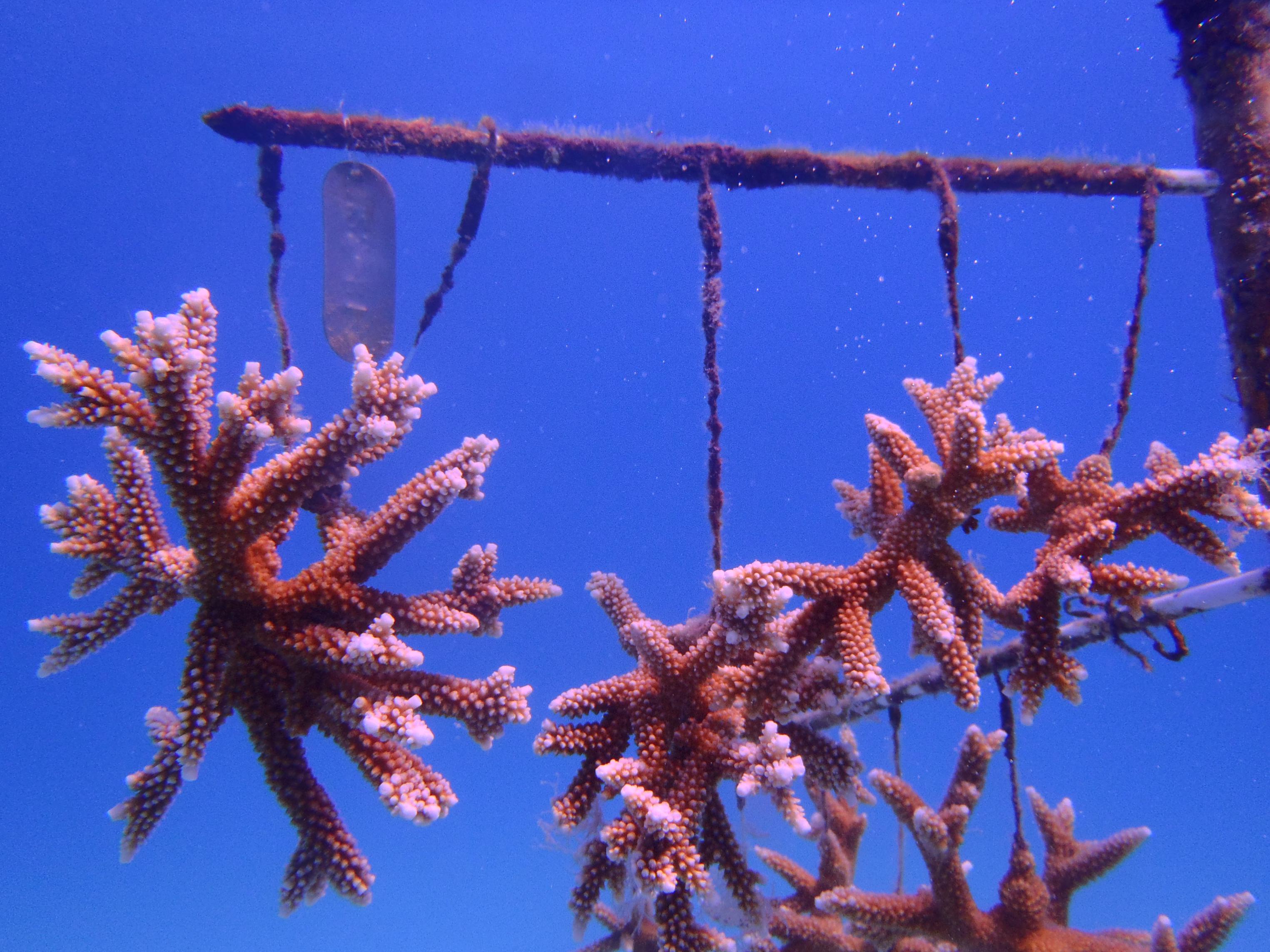 Researchers in the Florida Keys visited our staghorn coral nursery to conduct a quarterly inventory.