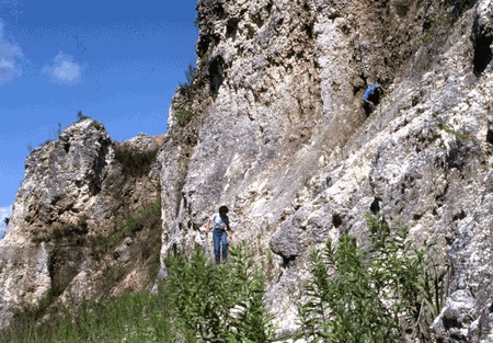 Bridgeboro Limestone formation