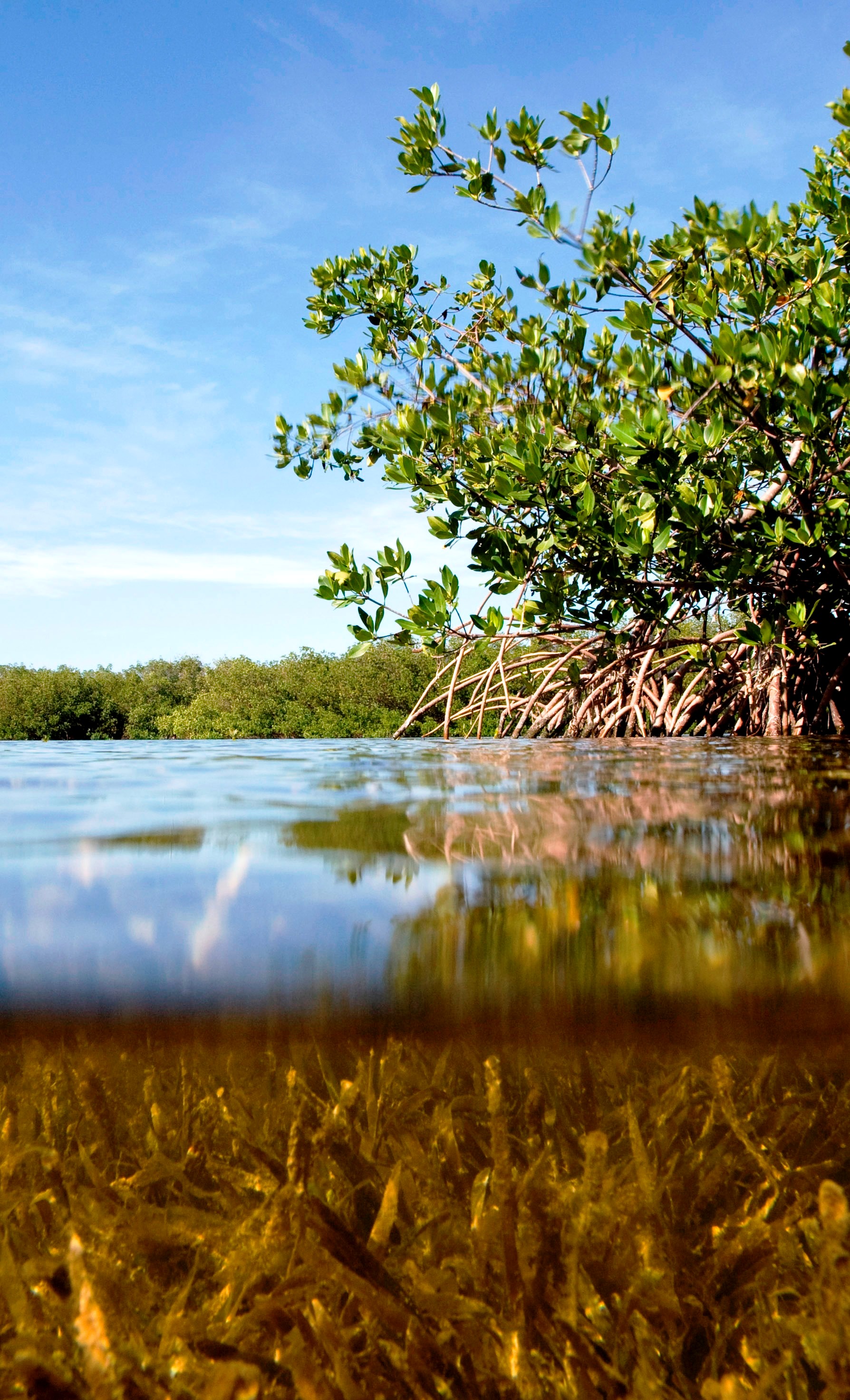 Florida Mangrove at Curry Hammock State Park