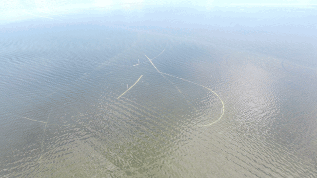 Propeller scars are a major threat to the health of seagrasses in shallow coastal waters