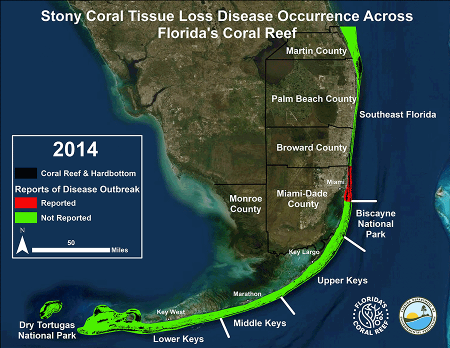 Stony coral tissue loss disease progression along Florida's Coral Reef as of September 2020