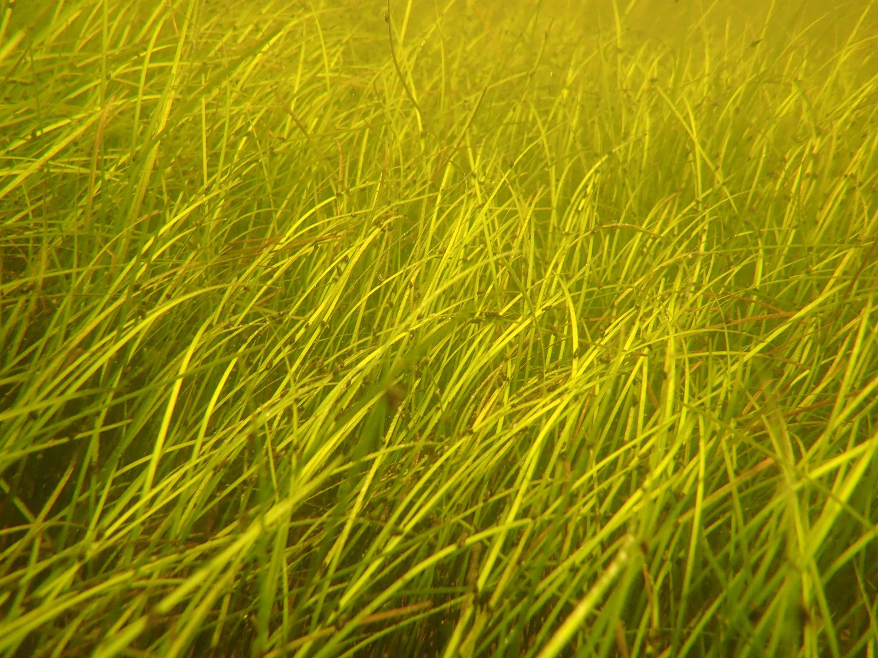 Gasparills Sound-Charlotte Harbor Aquatic Preserve-Shoal grass