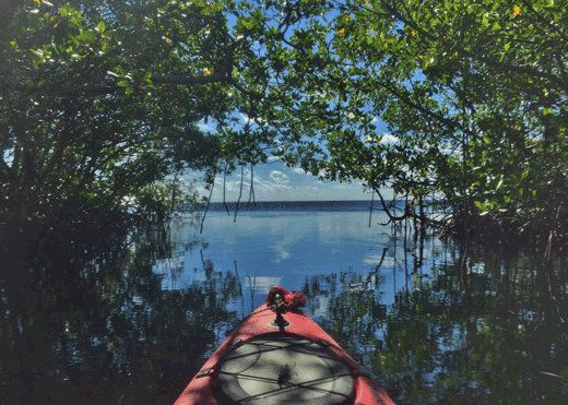 Kayaking through mangroves within Biscayne Bay Aquatic Preserves