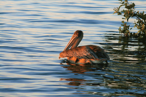 Juvenile brown pelican