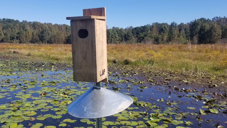 Wood duck nesting box with predator guard installed on Lake Jackson Aquatic Preserve