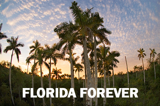 Florida Forever Fakahatchee Strand 