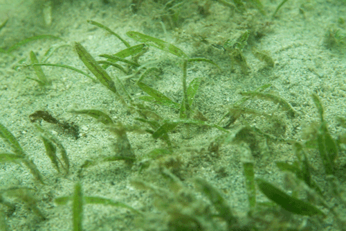 Closeup of Johnson’s seagrass, the first and only marine plant on the Endangered Species List