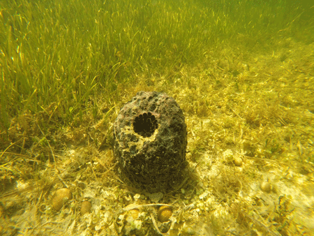 Loggerhead sponge resting on hardbottom area in Citrus County