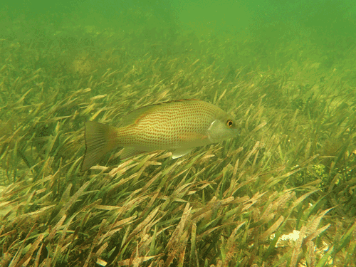 Mangrove snapper swimming through seagrass bed