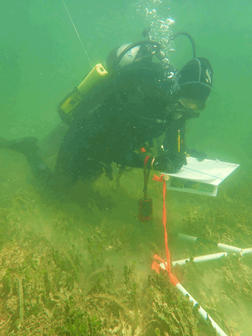 Diver documenting seagrass and algae abundance