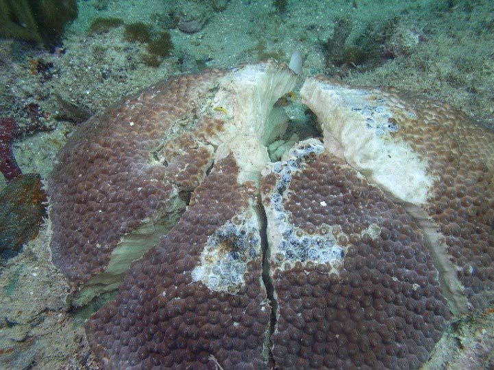 Fractured Great Star Coral on reef. Photo
