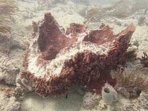 Sheared barrel sponge resulting from anchor damage.