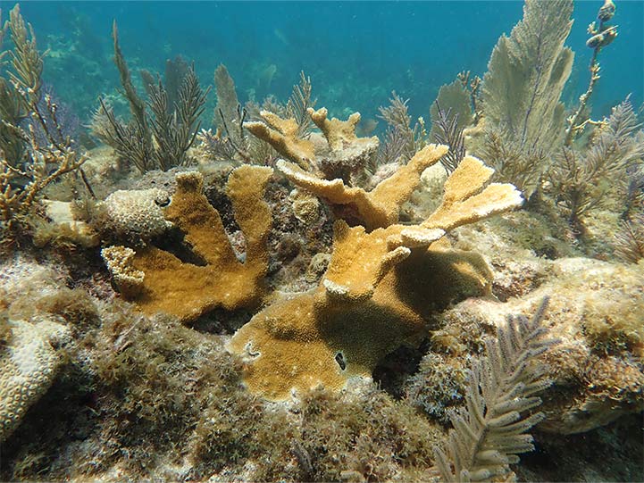 Close-up of healthy elkhorn coral on restored reef