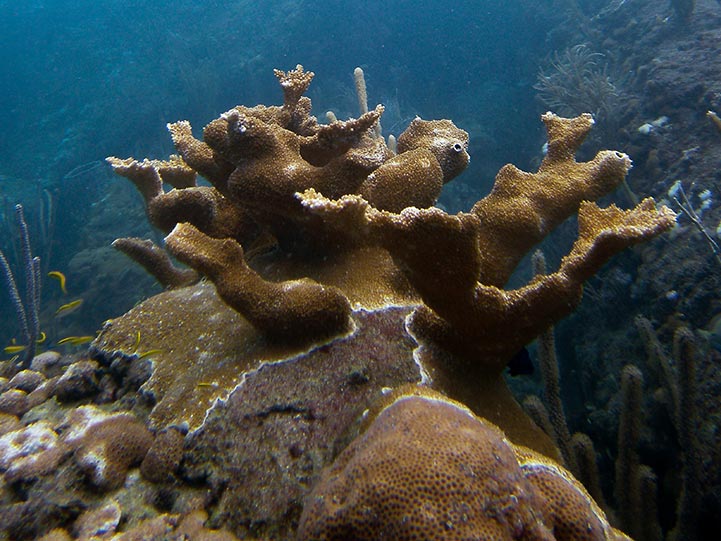:Underwater view of healthy elkhorn coral on restored coral reef 