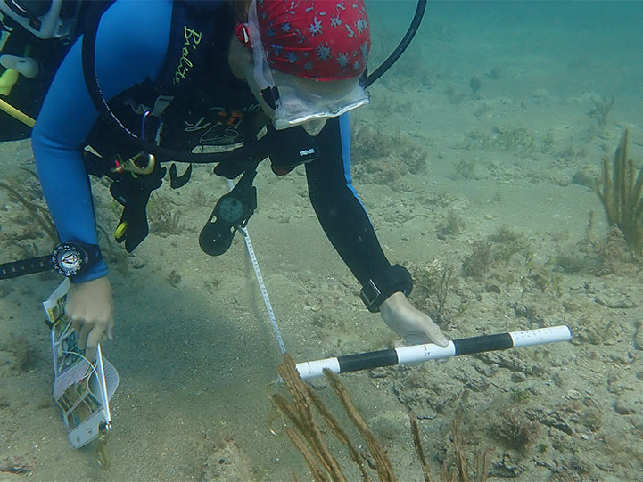 DEP Diver performing coral health assessment surveys for reef restoration in Miami.