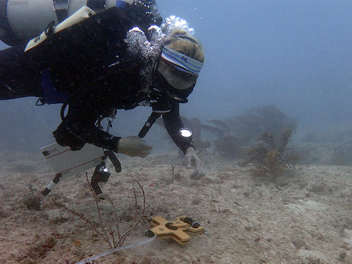 DEP diver using transect tape for reef restoration area in Miami