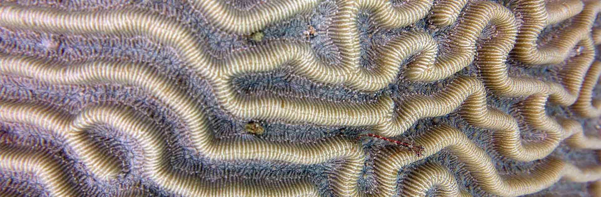 Pseudoliporia strigosa coral colony