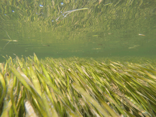 Turtle grass (Thalassia testudium) on outgoing tide in Citrus County