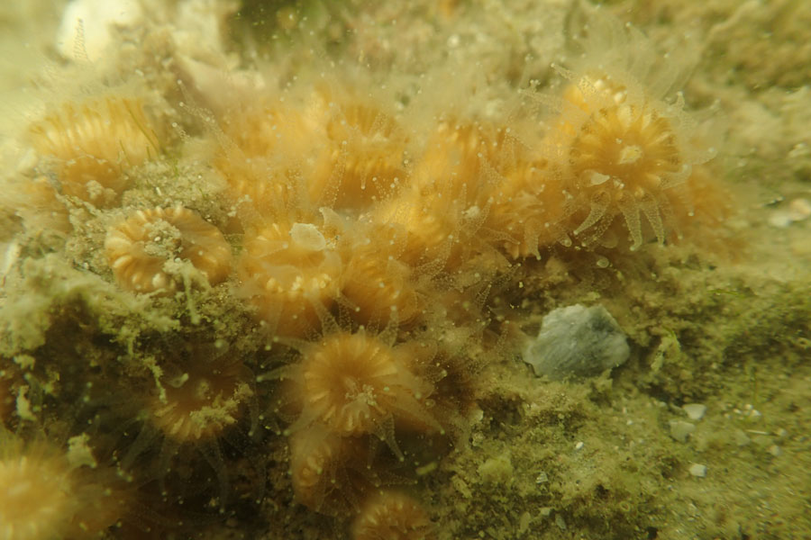 Coral in Boca Ciega Aquatic Preserve