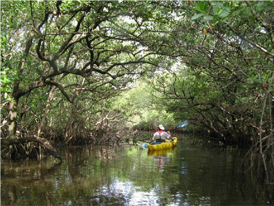 Mangrove tunnel in Tampa bay Aquatic Preserves