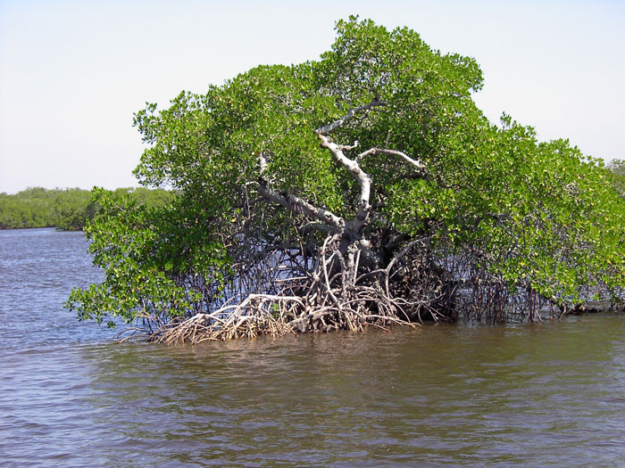 mangrove aquatic preserve