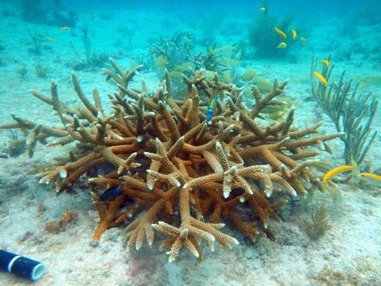 Thanks to a Protect our Reefs grant, FWC researchers in the Florida Keys will be working with Mote Marine Lab and other partners to evaluate staghorn coral restoration sites five years after outplanting.