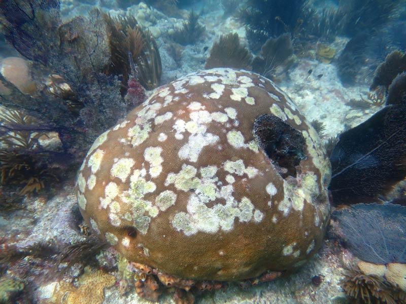 Siderastrea siderea (massive starlet coral) colony displaying SCTLD