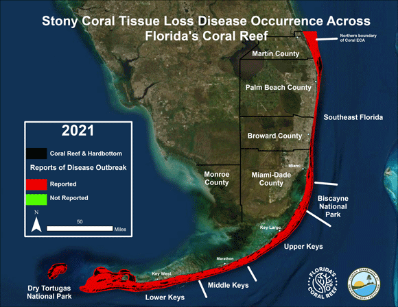 The extent of stony coral tissue loss disease in Florida