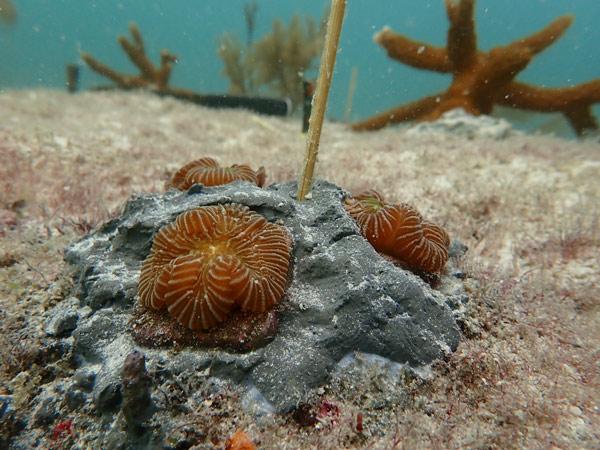 Small second generation rescue colonies of boulder brain corals, Colpophyllia natans, were outplanted with cement in sets of three to promote fusion and protected from predation with a small wooden stake at Acropora outplant sites in Miami, FL.