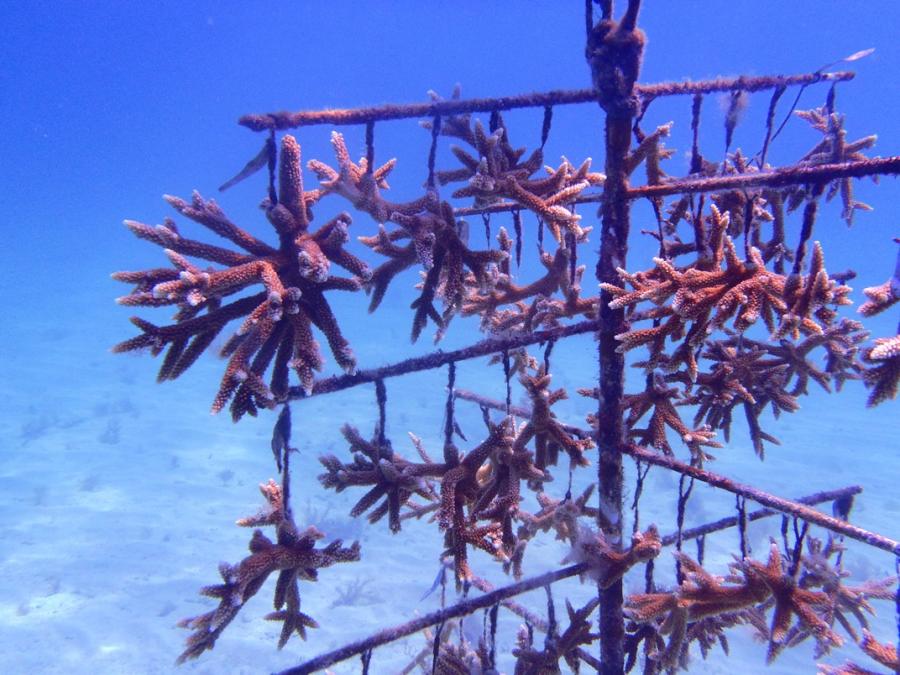 Staghorn coral being grown at our nursery site in the Florida Keys.