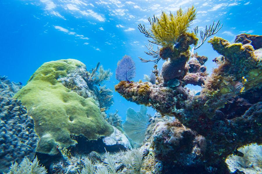Pennekamp Coral Reef
