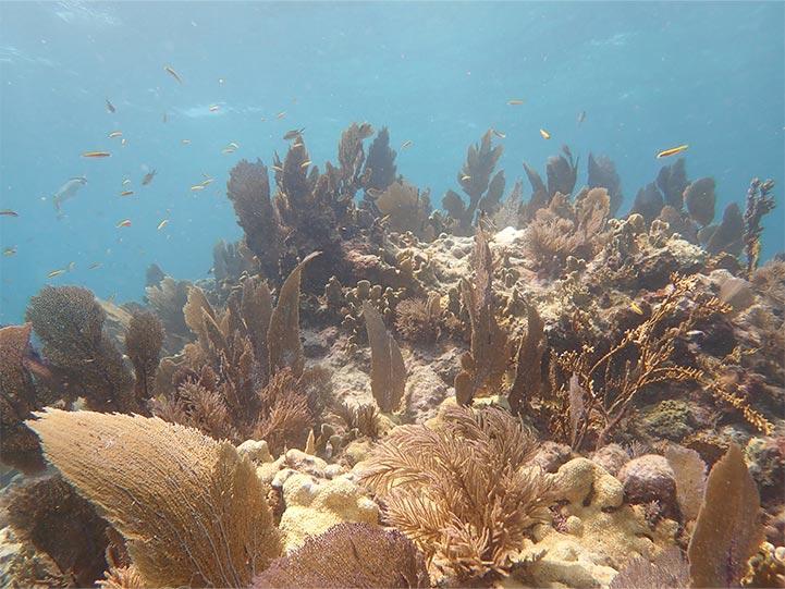 Healthy coral reef showing an abundance of fish