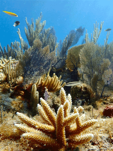 A close-up of an Acropora spp. coral in a reef ecosystem