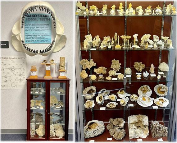 Shark Jaw and Calcite Collection