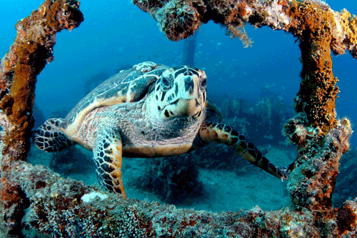 Green turtle swimming through a section of a wreck. Pro Photographer - Joe Marino 