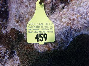 Photo of a diseased coral tagged for monitoring
