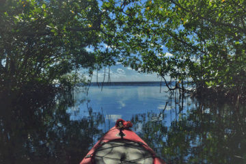 Kayaking through mangroves within Biscayne Bay Aquatic Preserves