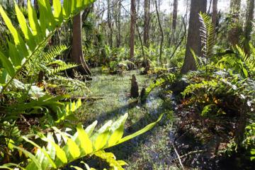 Swamp in Pinellas County Aquatic Preserve